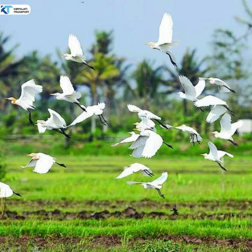 Travel Gedebage Kertajati