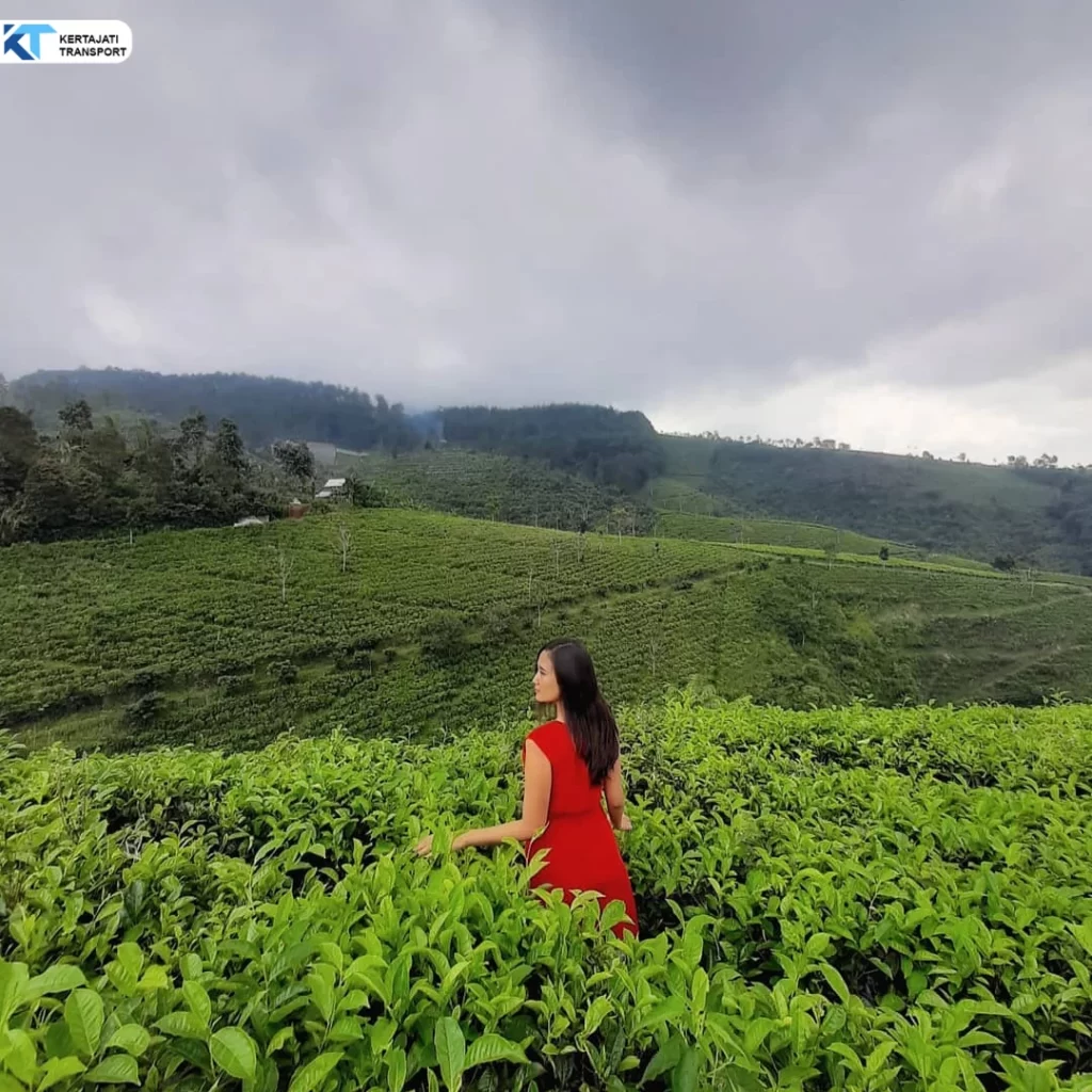 kebun teh cipasung