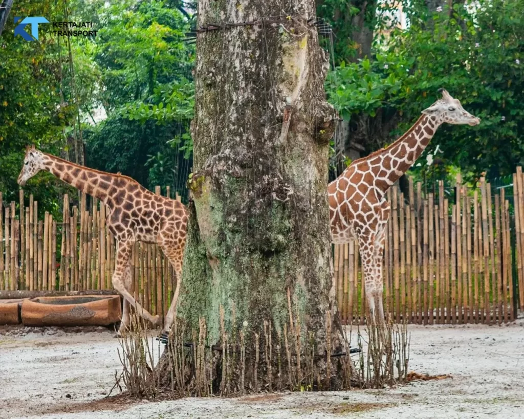 Zoological Garden Bandung