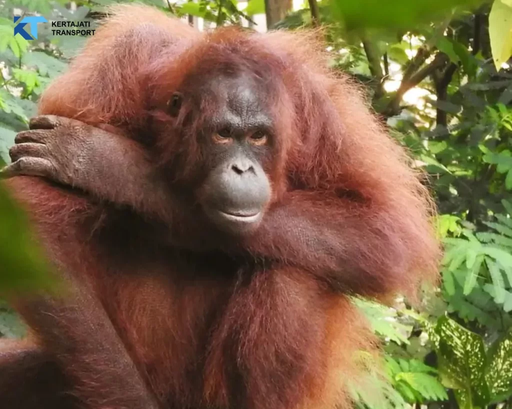 Kebun Binatang Bandung